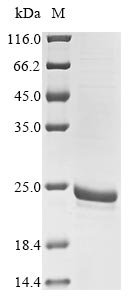 Recombinant Yersinia pestis bv. Antiqua Small heat shock protein ibpA (ibpA)