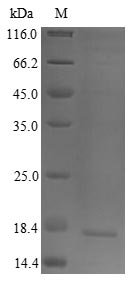 Recombinant Sheep Interleukin-4 (IL4)