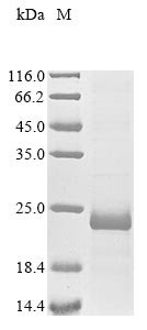 Recombinant Mesocricetus auratus Pancreatic beta cell growth factor (INGAP)