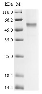 Recombinant Rubella virus Structural polyprotein, partial