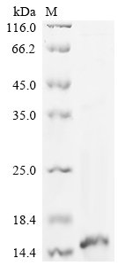 Recombinant Mesobuthus martensii Beta-insect depressant toxin BmKITa, partial