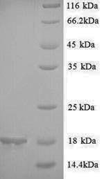 Recombinant Glycine max 2S seed storage albumin protein