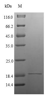 Recombinant Streptomyces avidinii Streptavidin