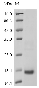 Recombinant Chlamydophila psittaci Small cysteine-rich outer membrane protein omcA (omcA)