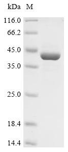 Recombinant Bovine Pregnancy-associated glycoprotein 2 (PAG2)