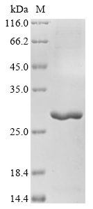 Recombinant Erwinia pyrifoliae Virulence membrane protein pagC (pagC)