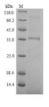 Recombinant Streptomyces viridochromogenes Phosphinothricin N-acetyltransferase (pat)