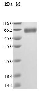 Recombinant Mouse Platelet-activating factor acetylhydrolase (Pla2g7)