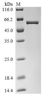 Recombinant Streptococcus pneumoniae serotype 4 Pneumolysin (ply)