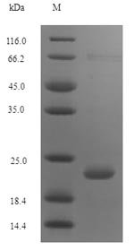 Recombinant Pig Antibacterial peptide PMAP-36 (PMAP36)