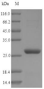 Recombinant Saccharomyces cerevisiae Nicotinamidase (PNC1)