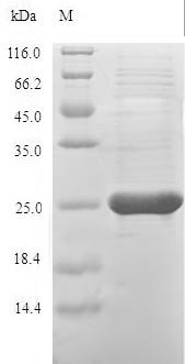 Recombinant Cricetulus griseus Peroxiredoxin-1 (PRDX1)