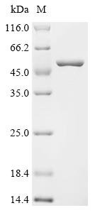 Recombinant Escherichia coli Peptide chain release factor 1 (prfA)