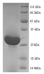 Recombinant Rat Serine protease 1 (Prss1)