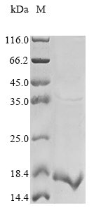 Recombinant Mouse Stefin-2 (Stfa2)