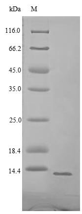 Recombinant Enterobacteria phage H19B Shiga-like toxin 1 subunit B (stxB)