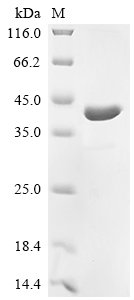 Recombinant Rat Synapsin-2 (Syn2), partial