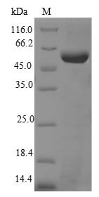 Recombinant Mouse Telomerase reverse transcriptase (Tert), partial