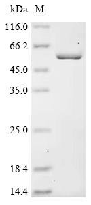 Recombinant Ehrlichia chaffeensis Trigger factor (tig), partial