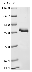 Recombinant Mouse Metalloproteinase inhibitor 4 (Timp4)