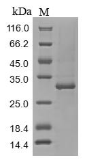 Recombinant Mouse Tenascin (Tnc), partial