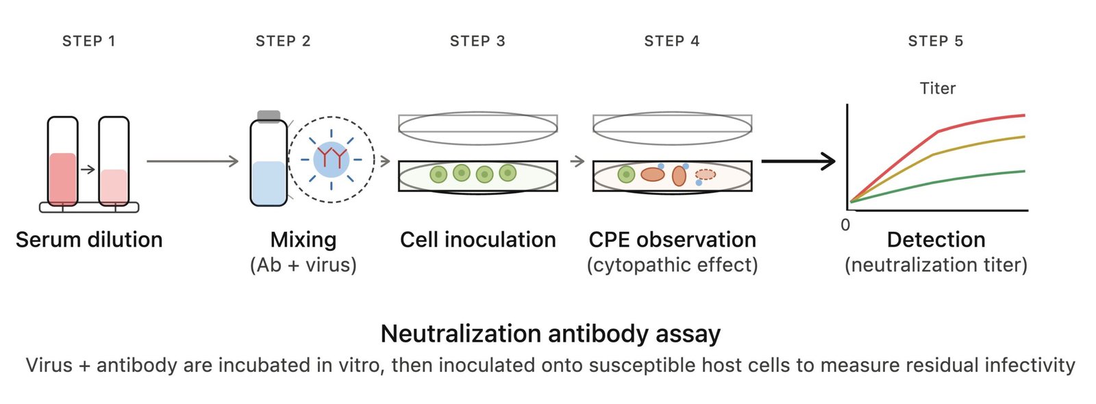 Neutralization Antibody Assay Workflow - Serum dilution, virus-antibody mixing, cell inoculation, CPE observation, and neutralization titer detection