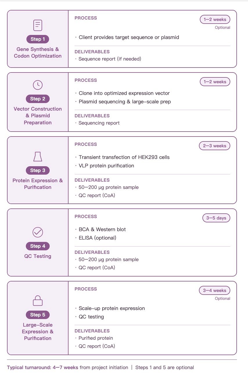 VLP Workflow: Gene Synthesis to Purification