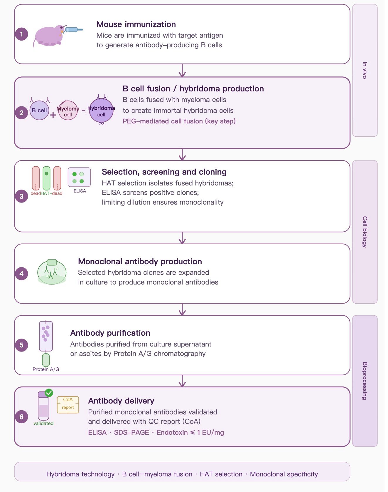 Hybridoma Technology Workflow