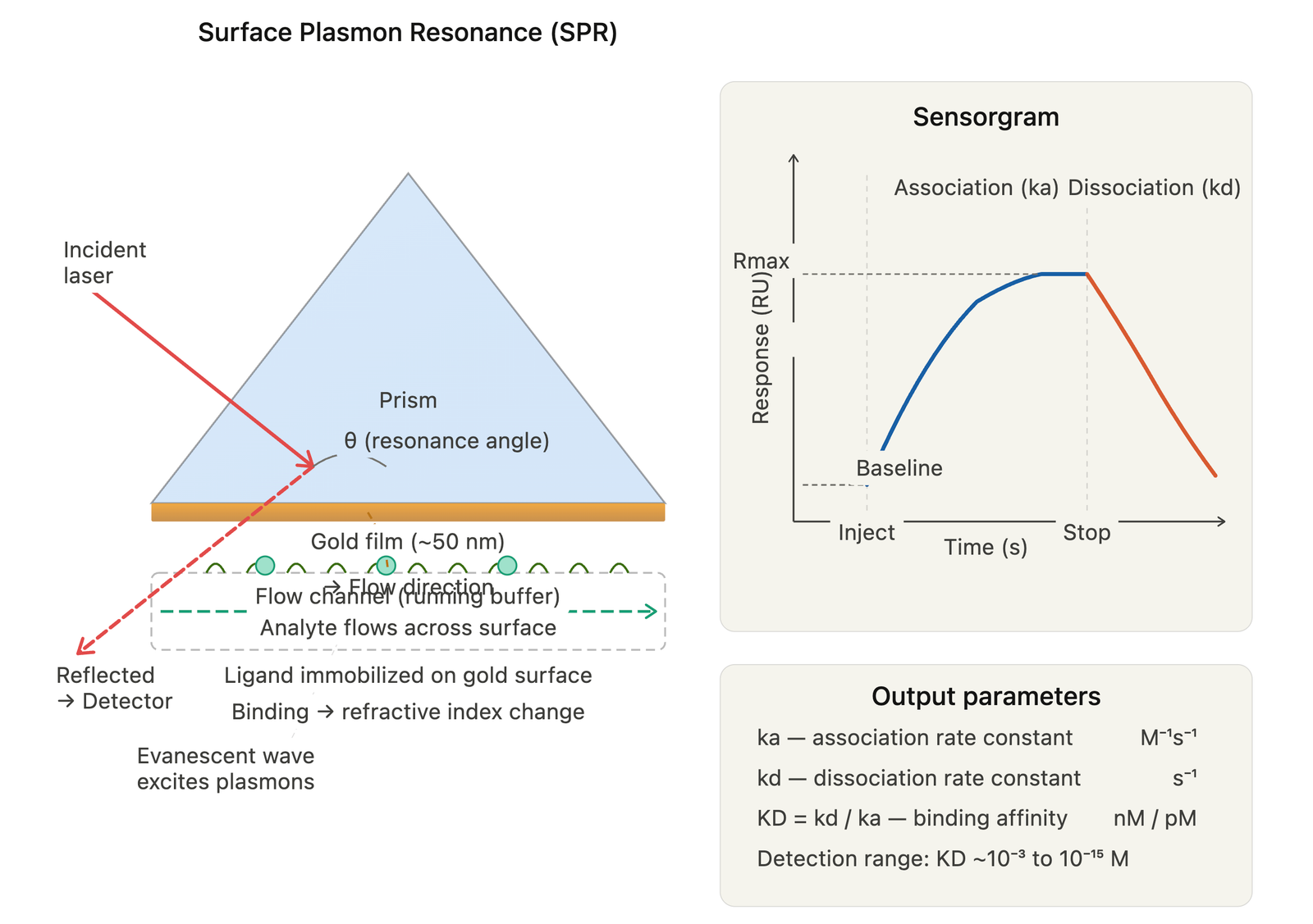 SPR Surface Plasmon Resonance diagram