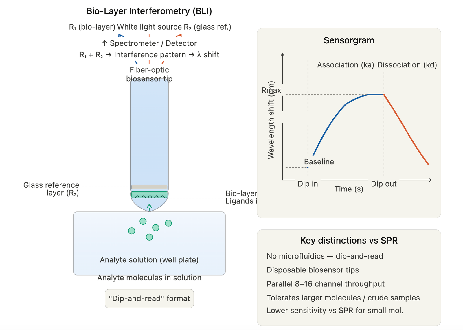 BLI Bio-Layer Interferometry diagram