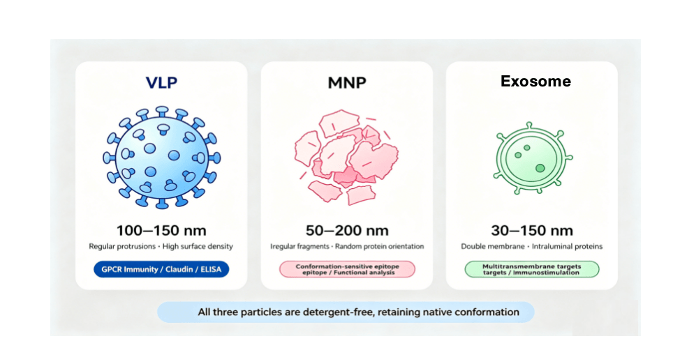 Three-panel comparison of VLP spherical with spikes, MNP irregular fragment, and exosome small double-membrane vesicle with size scaling