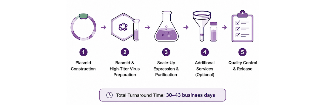 Insect Baculovirus Protein Expression Workflow — Step by Step