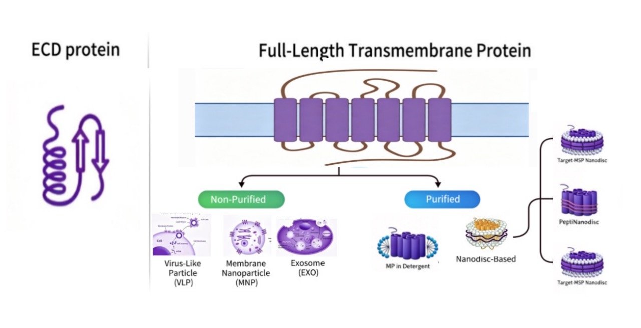 VLP Platform Schematic Diagram - Full-Length Transmembrane Protein Display