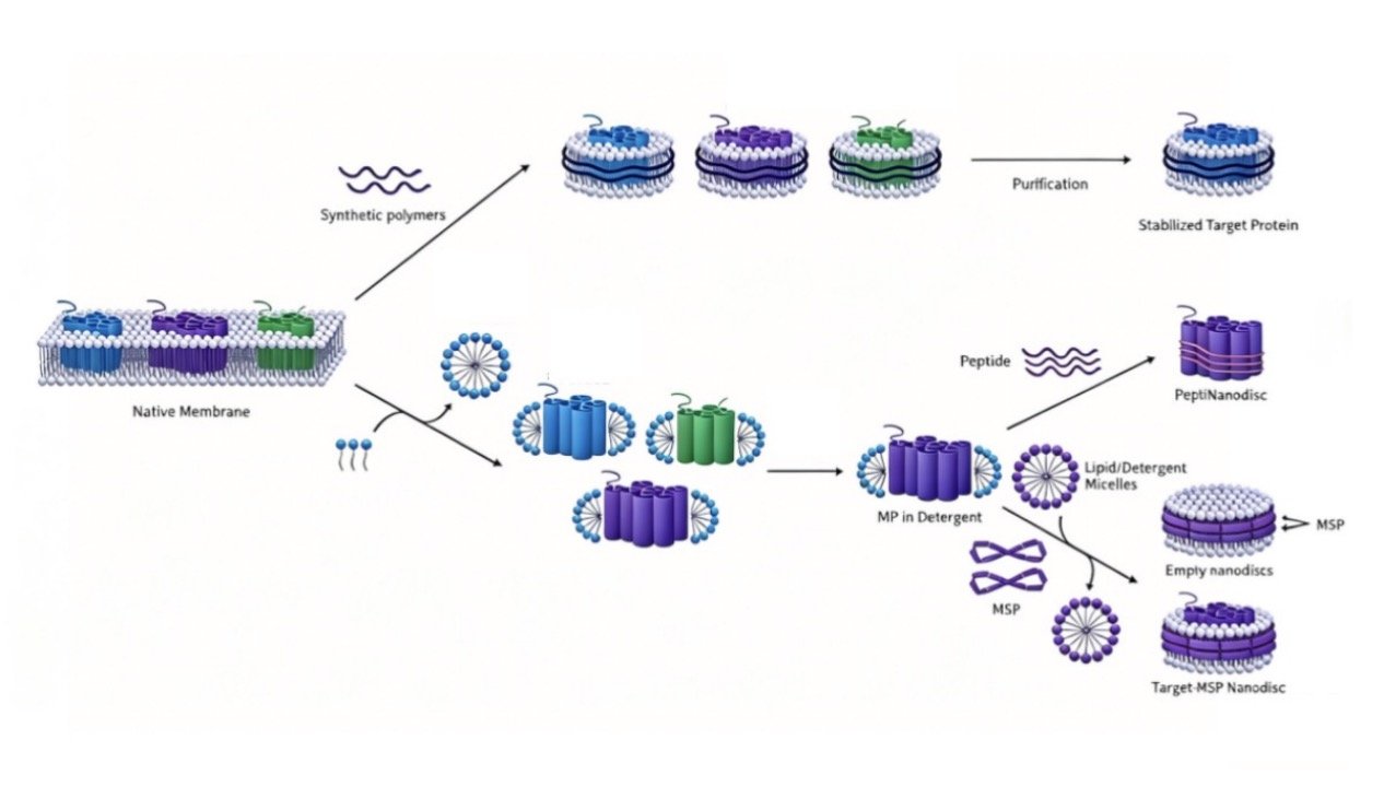 Workflow for VLP / MNP / Exosome Production - Mammalian cell expression to QC
