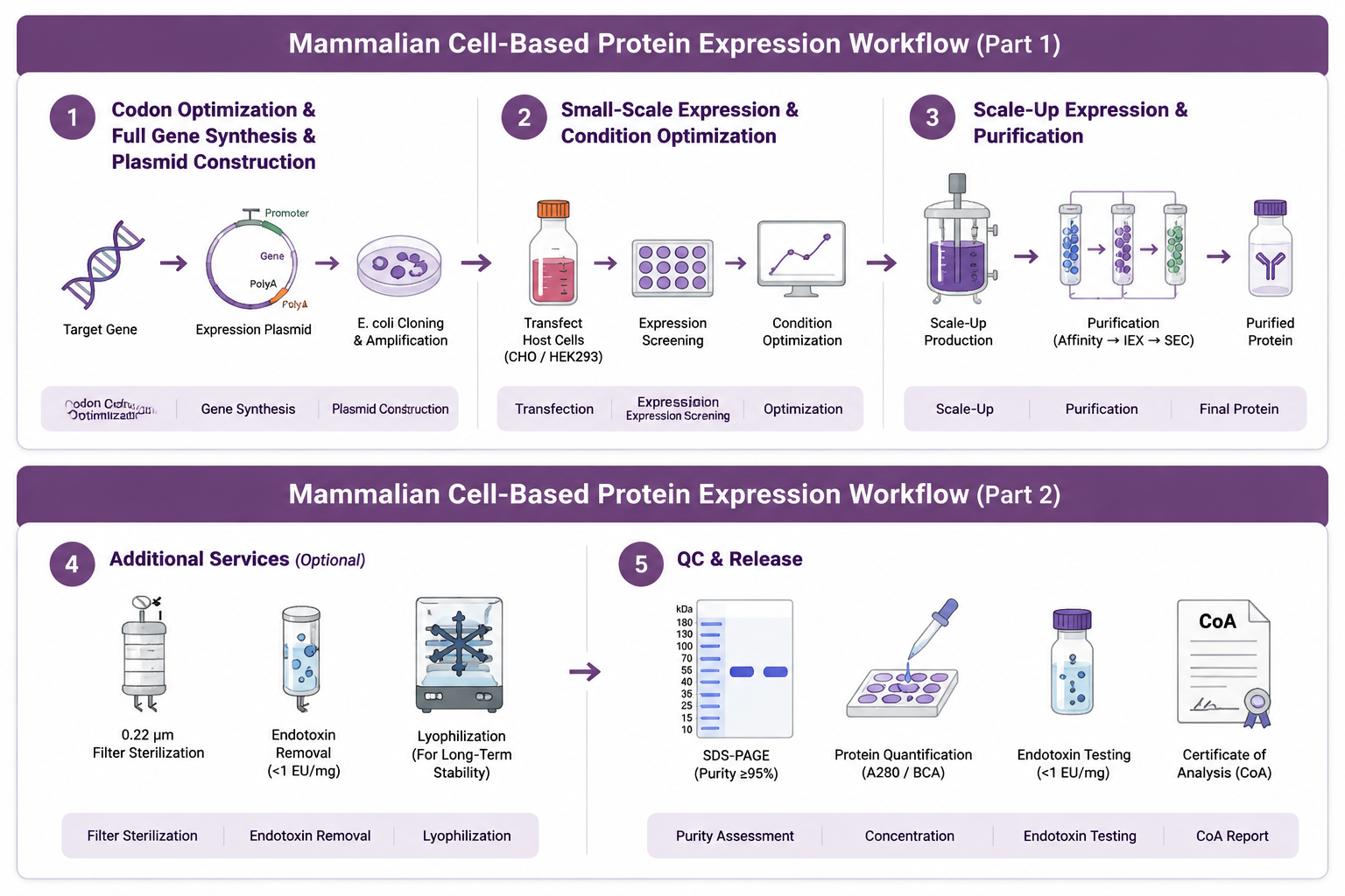 Mammalian cell-based protein expression workflow from gene synthesis to QC release