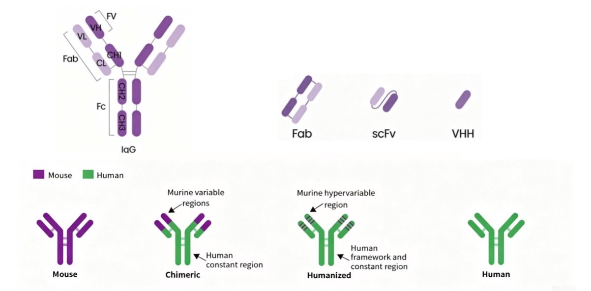 Multiple Antibody Formats Structure Diagram