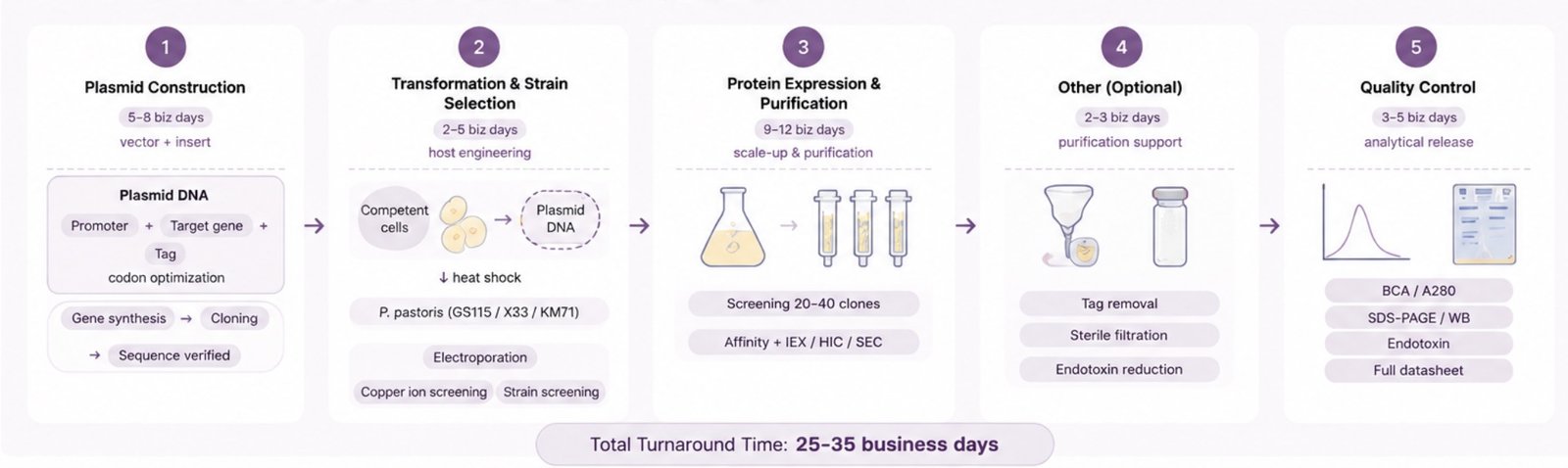 Yeast protein expression workflow diagram showing steps from vector construction to QC release